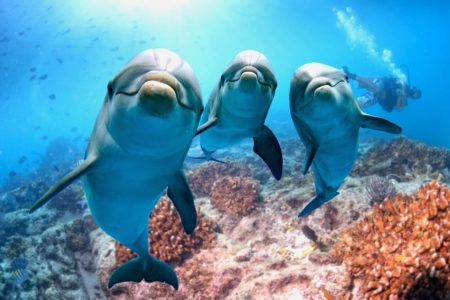 Hurghada: Dolphin House Boat Tour with Snorkeling & Lunch